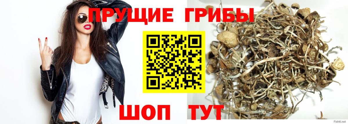 Псилоцибиновые грибы мицелий Лосино-Петровский